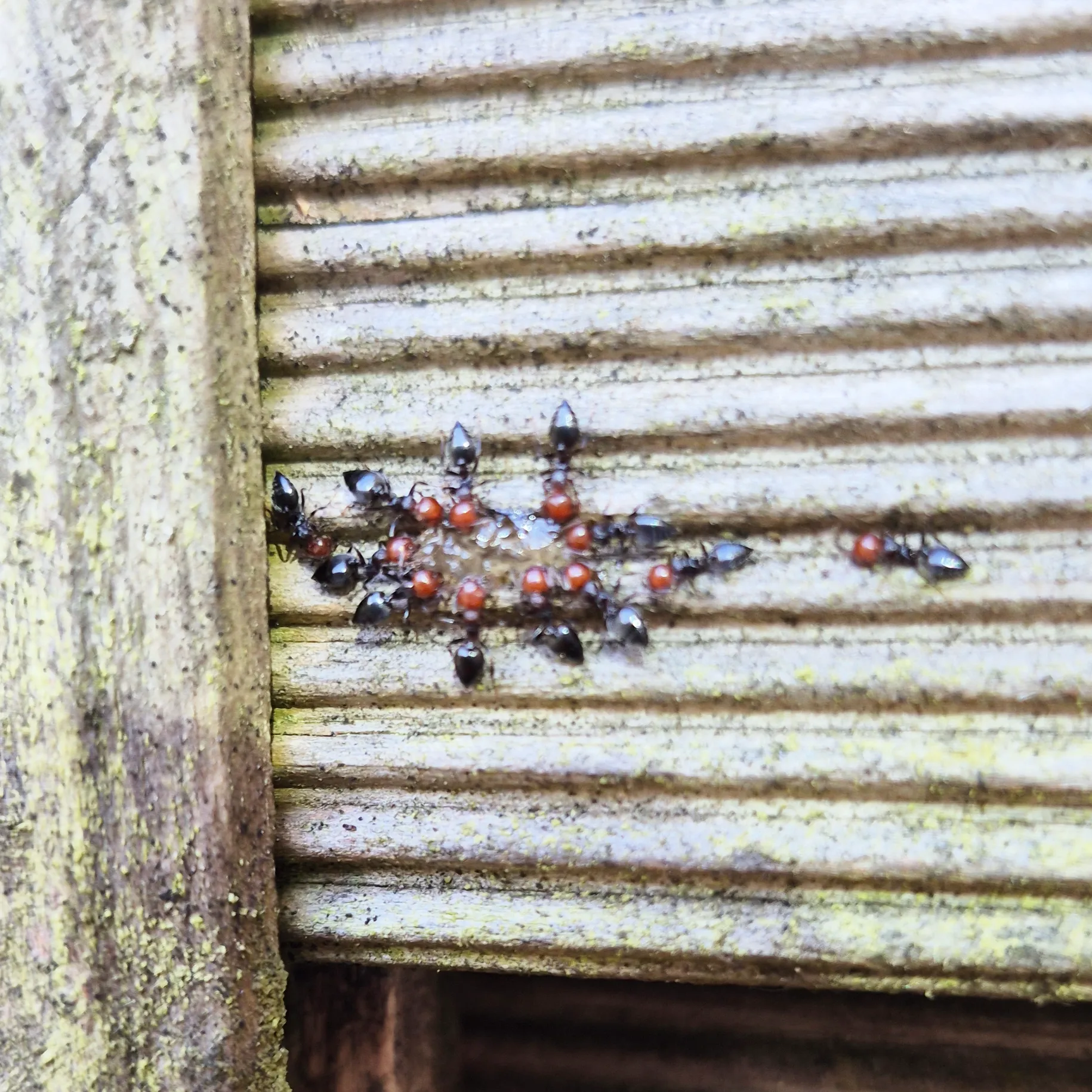Entreprise pour l'éradication des fourmis à Bordeaux
