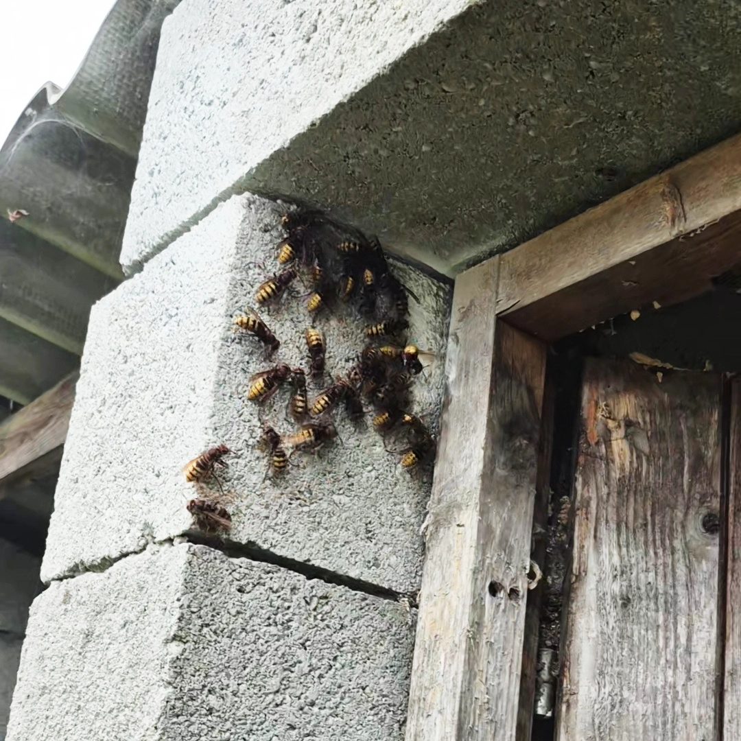 Frelons Européen sur mur en béton dans le garage