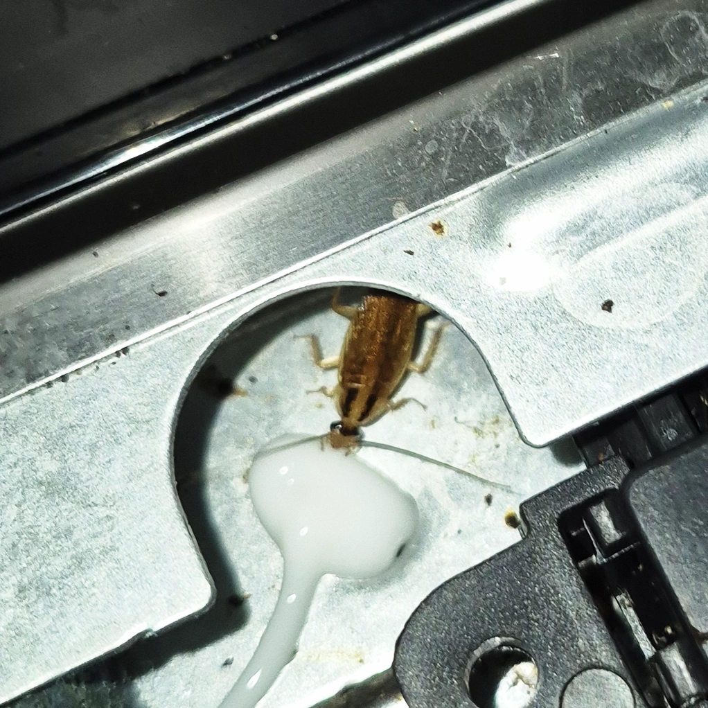 blatte germanique mangeant du gel, professionnel anti cafard à Bordeaux