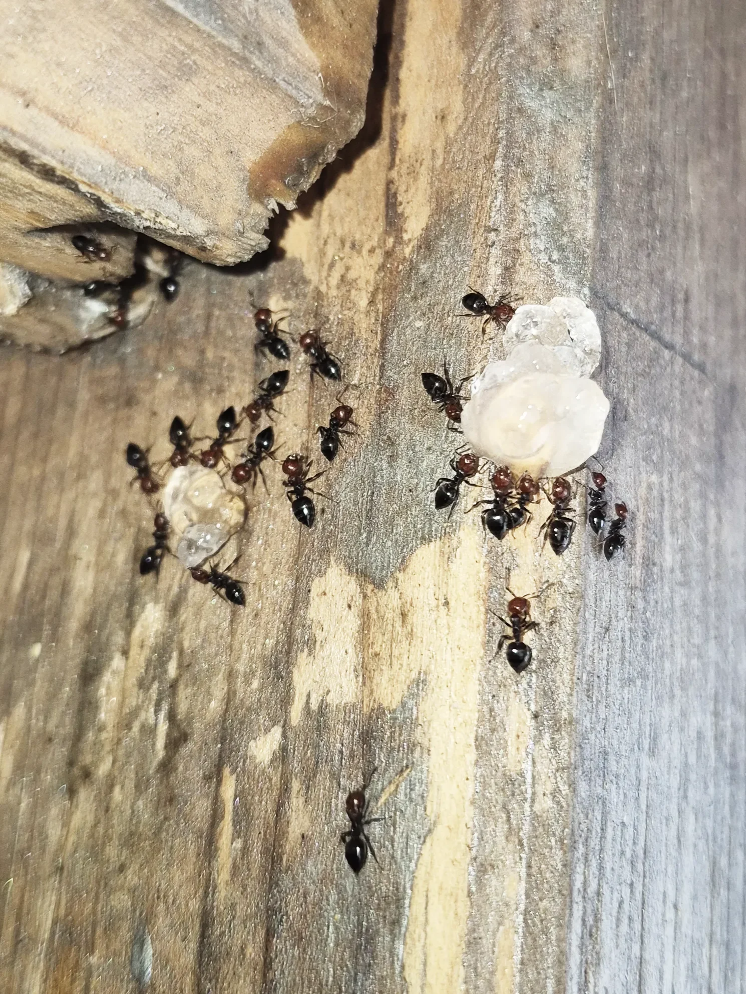 Spécialiste de la lutte contre les fourmis pour particuliers et professionnels
