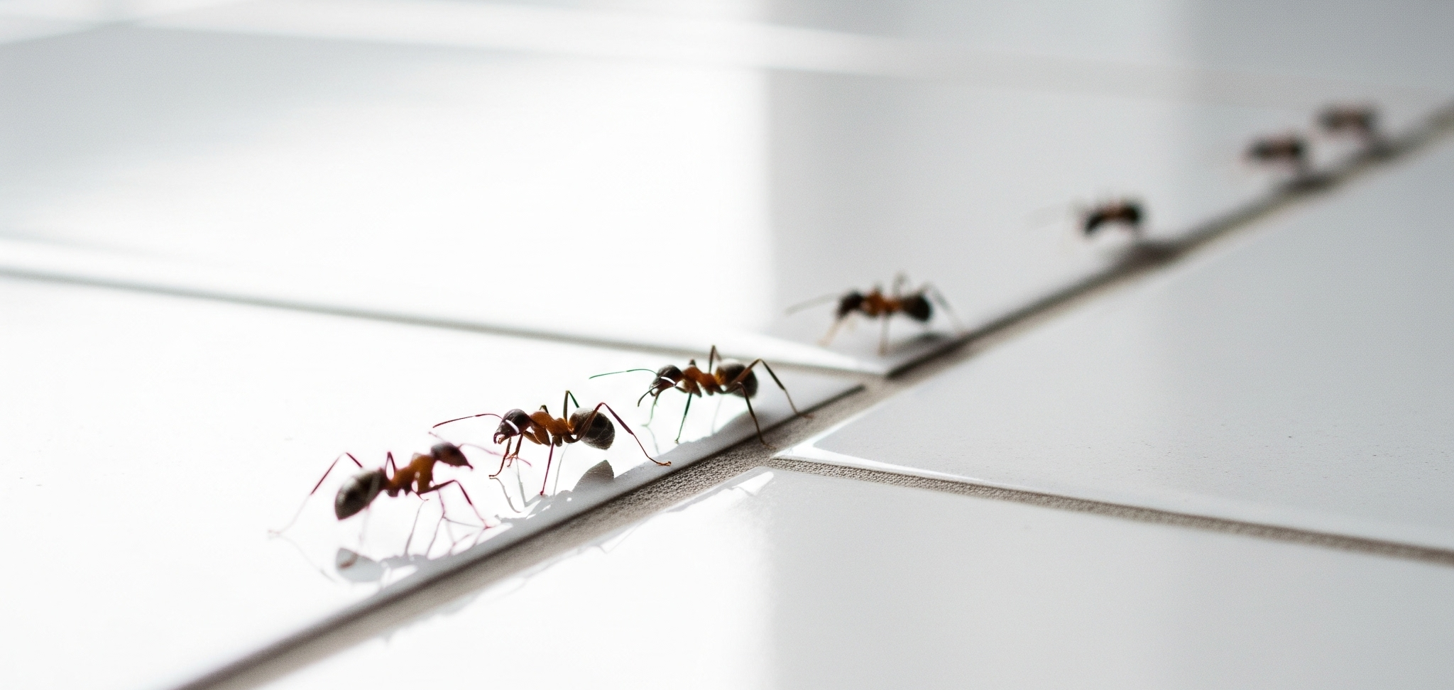 Tapinoma Magnum sur carrelage à Eysines - Anna Anti-Nuisible