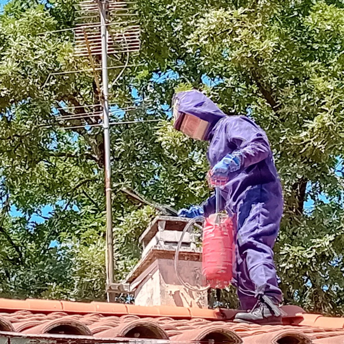 Frelon asiatique sur toiture à Saint-Médard-en-Jalles – espèce invasive Gironde