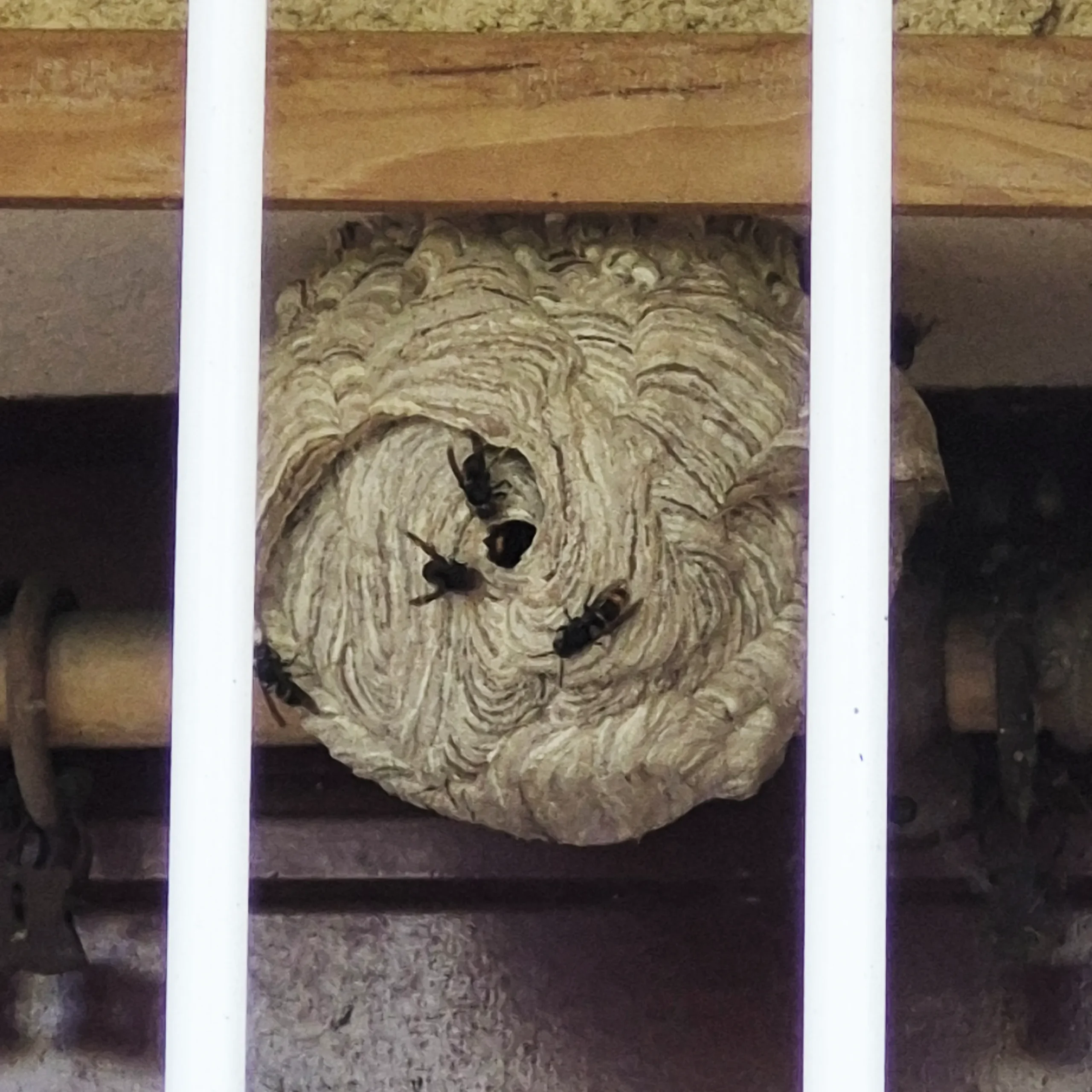 Professionnel contre nid de frelon asiatique