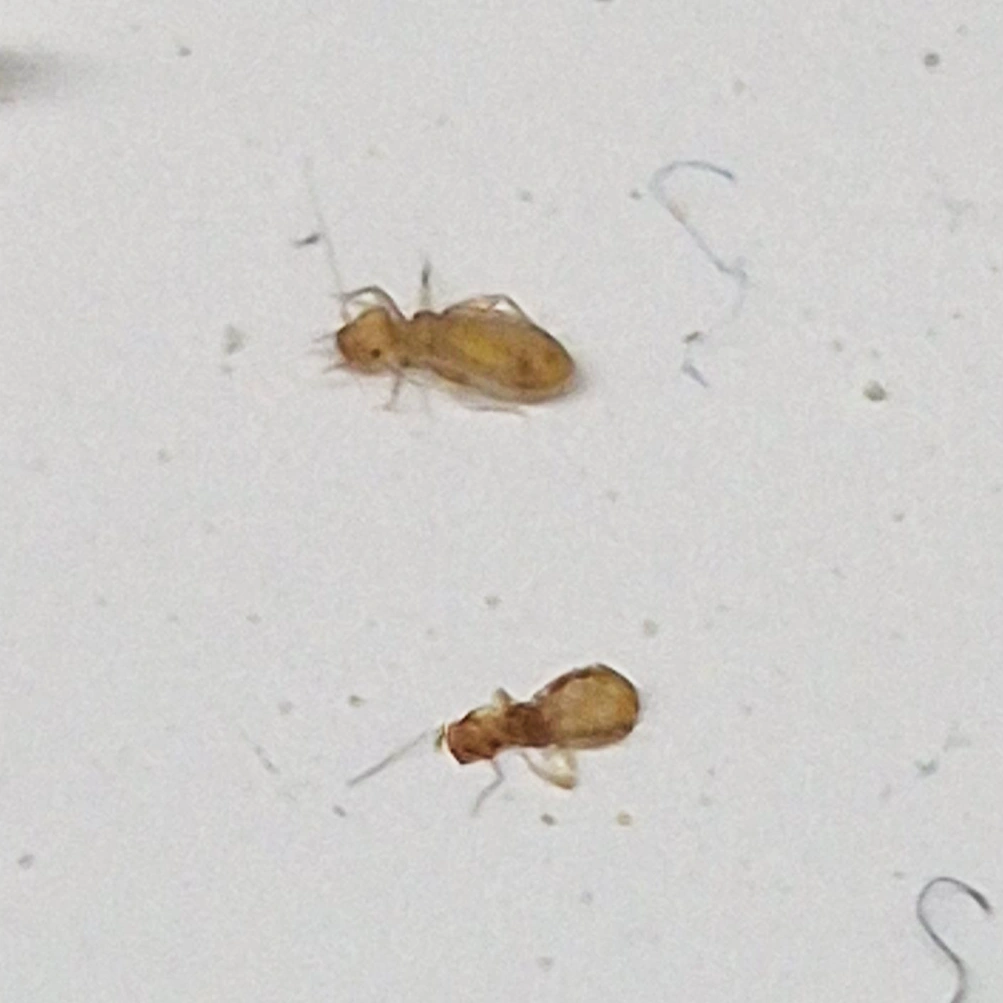 Entreprise lutte contre les PSOQUES ou Poux des livres