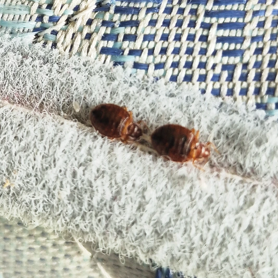 Professionnel anti punaises de lit en Gironde