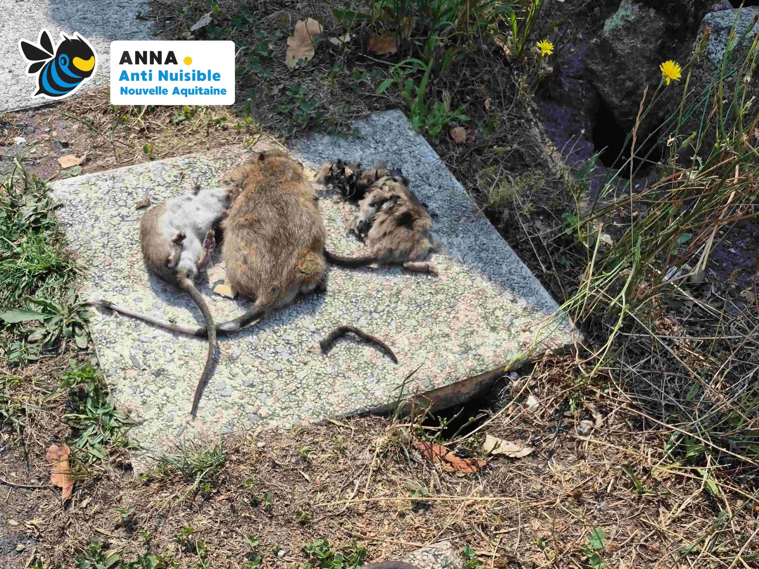 Article sur la dératisation exceptionnelle à Blanquefort par ANNA Anti-Nuisible