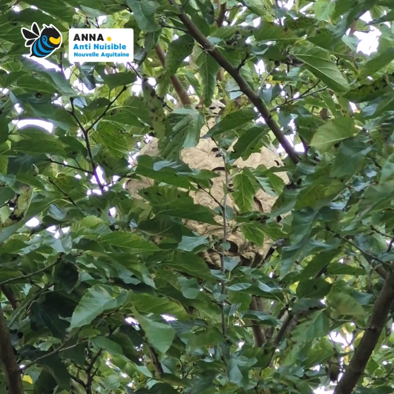 Vue rapprochée sur la texture et l'entrée d'un nid de frelons asiatiques en Gironde.