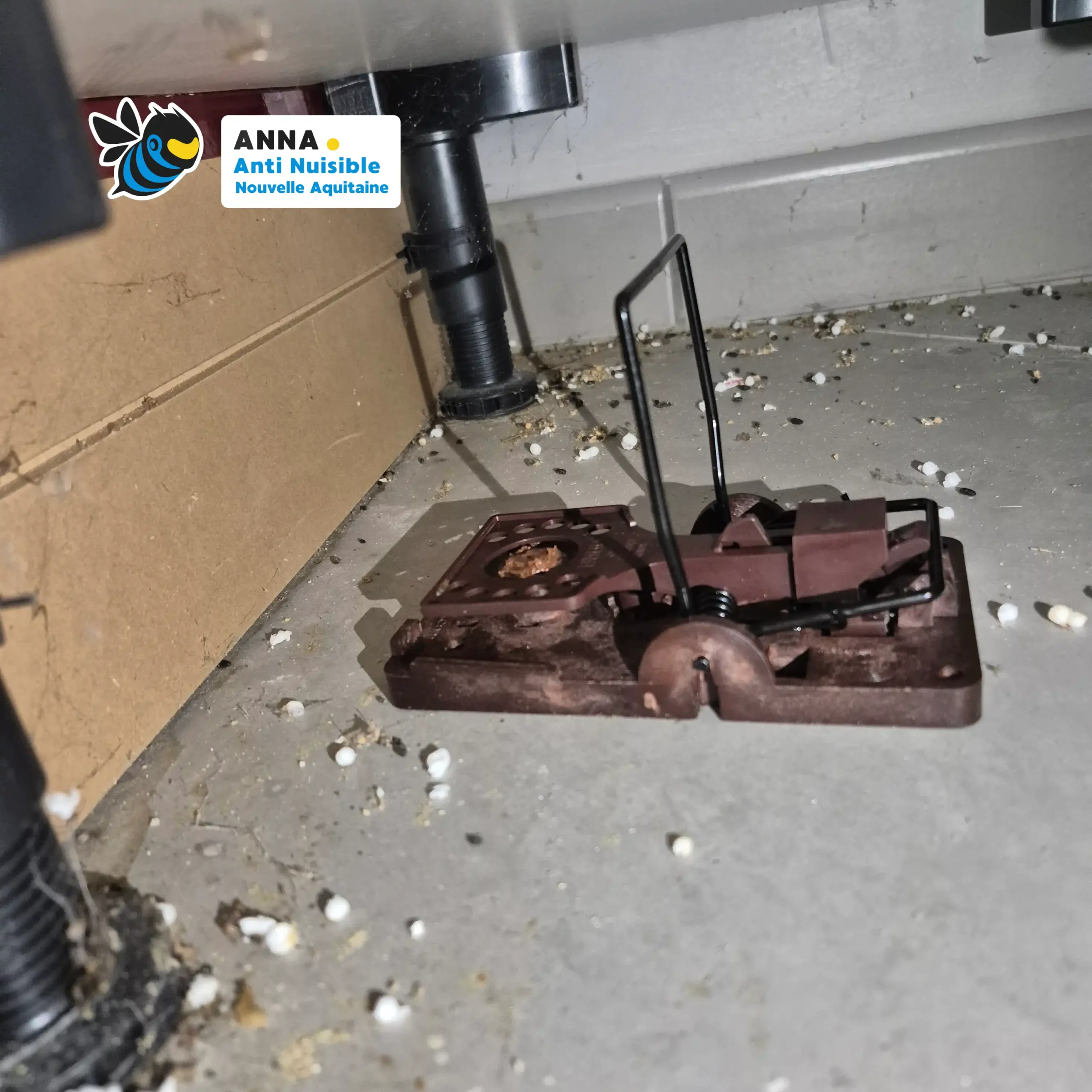 Préparation pour une dératisation dans une cuisine, installation de piège Gorilla Trap en sécurité.