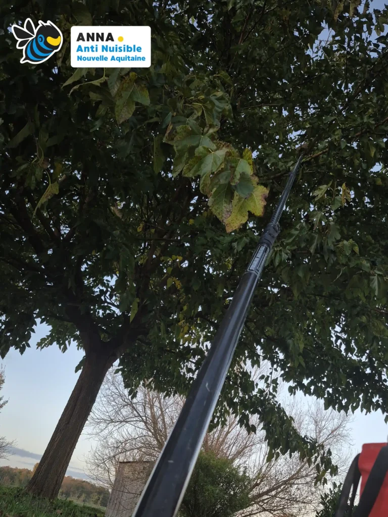 Intervention sécurisée par ANNA Anti-Nuisible pour détruire un nid de frelons en hauteur.