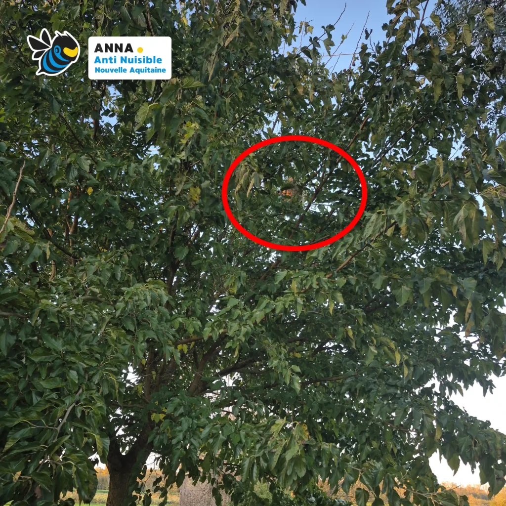 Gros nid de frelons asiatiques accroché à une branche d'un jeune érable à Eysines.