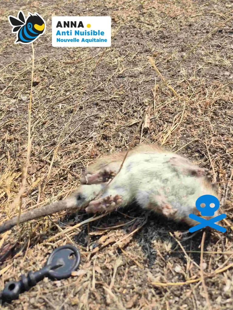 Entreprise de dératisation en Gironde à Blanquefort