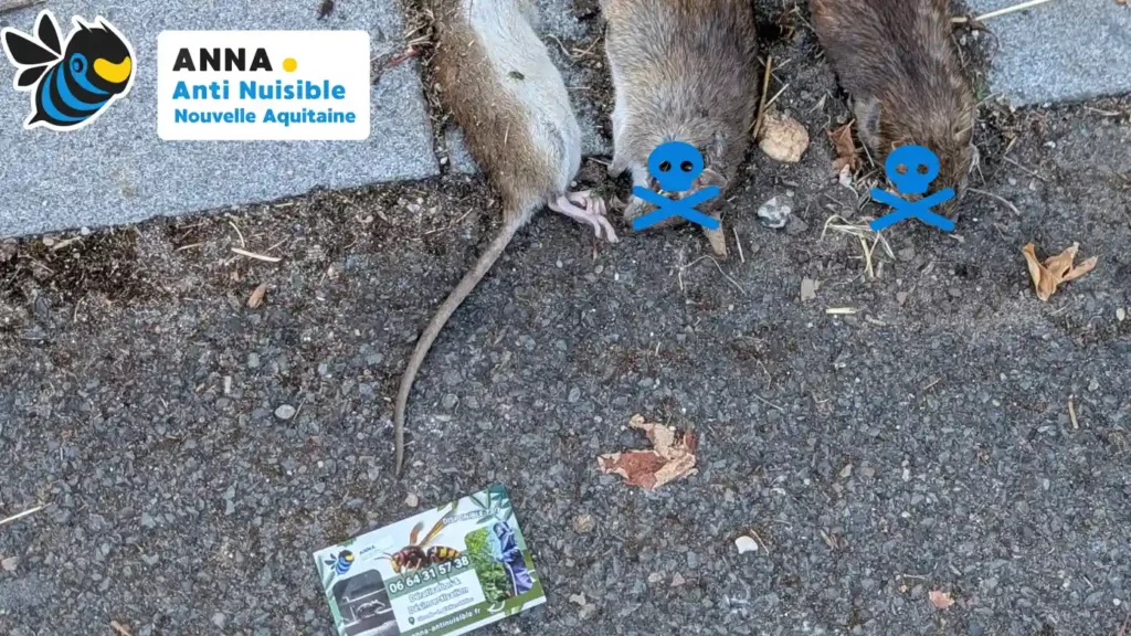 Rats Entreprise rats et souris à Blanquefort en Gironde en Nouvelle Aquitaine