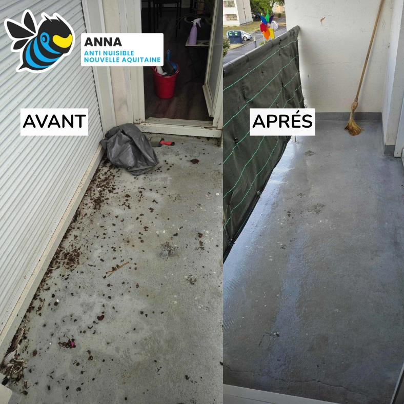 Nettoyage balcon fientes pigeons avant après Eysines — Anna Anti-Nuisible