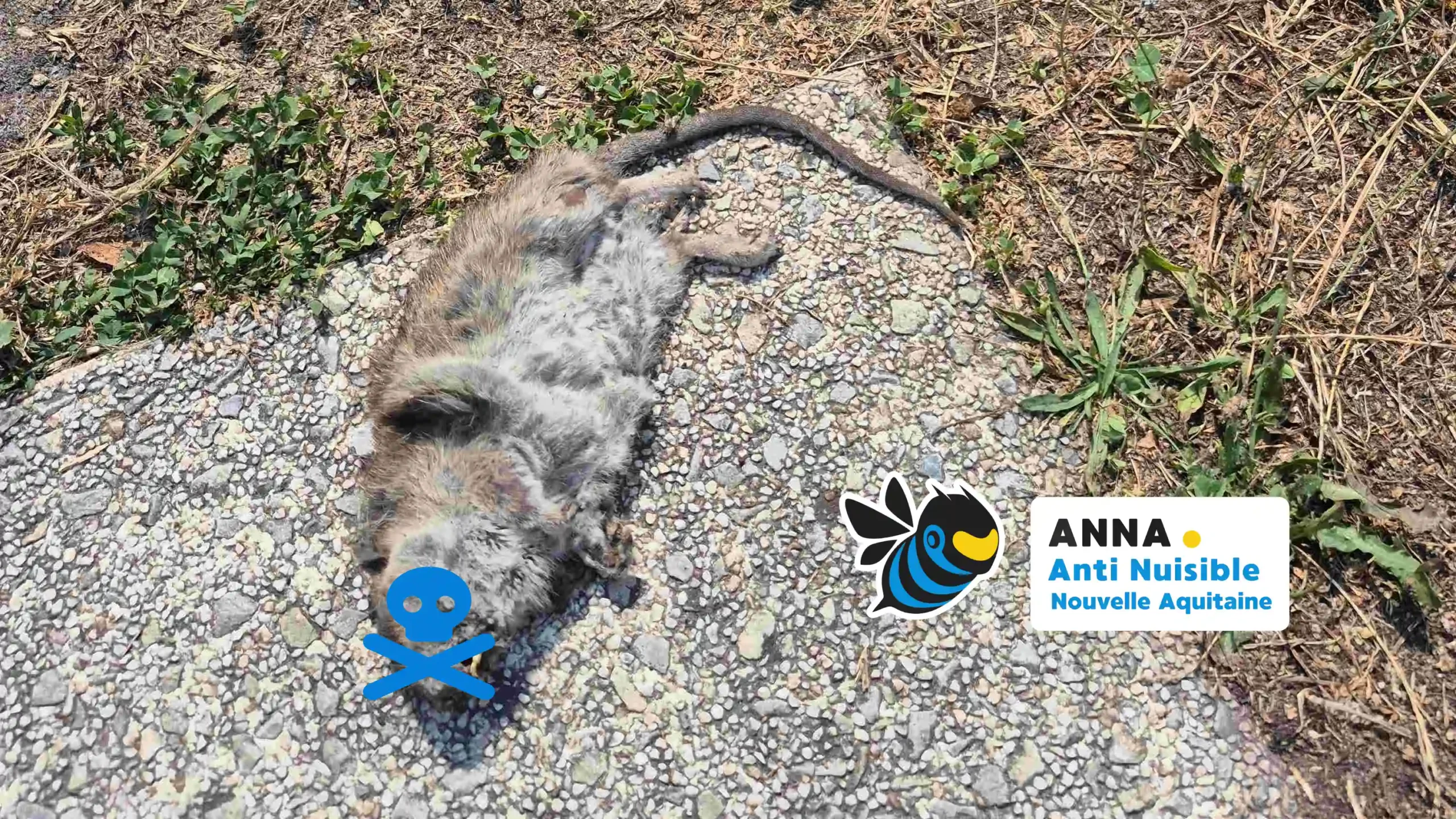 Rat éradiqué lors d'une intervention de dératisation à Blanquefort — Anna Anti-Nuisible