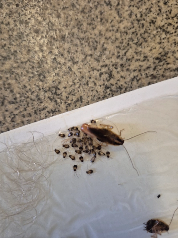 Blattes germaniques capturées sous une plaque collante dans un appartement en Gironde